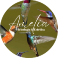 logo amelia flebologia y estetica